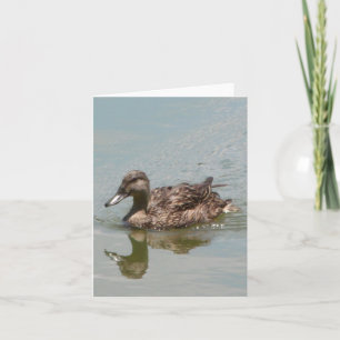 Female Mallard Duck Photo Folded Note Card
