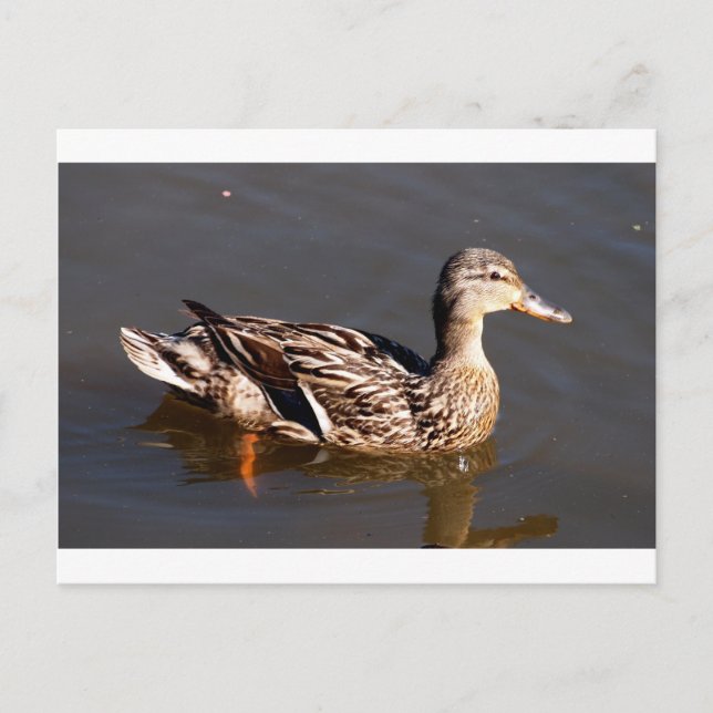 Female Mallard Duck Postcard (Front)