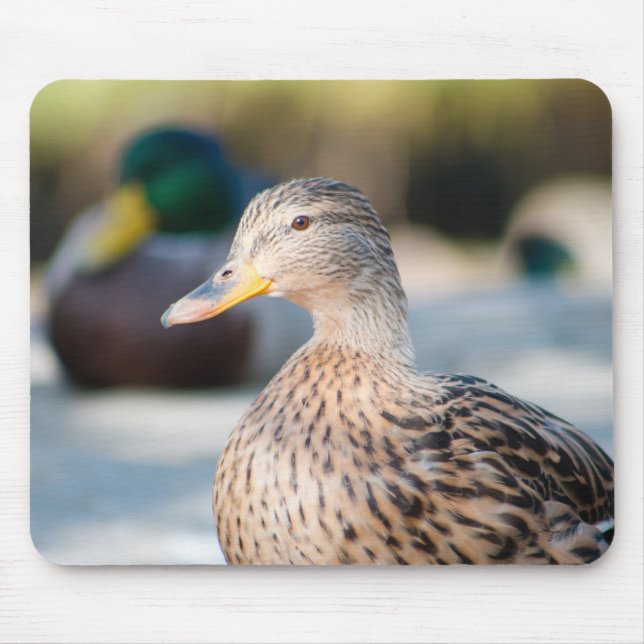 Female Mallard Mouse Mat (Front)