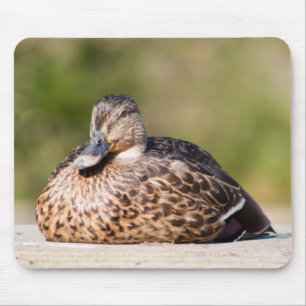 Female Mallard Mouse Mat