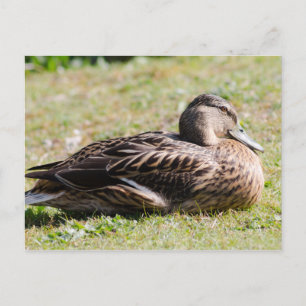 Female Mallard Postcard