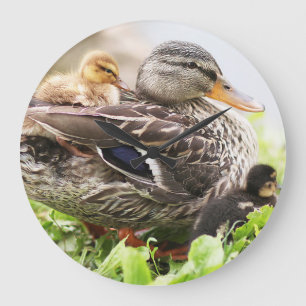 Female Mallard Surrounded By Ducklings Large Clock