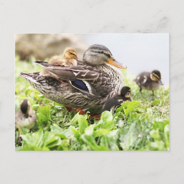 Female Mallard Surrounded By Ducklings Postcard (Front)
