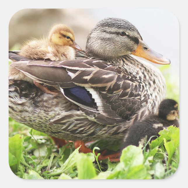 Female Mallard Surrounded By Ducklings Square Sticker (Front)
