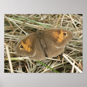 Female Meadow Brown Butterfly Print