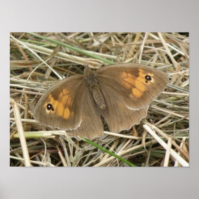 Female Meadow Brown Butterfly Print (Front)