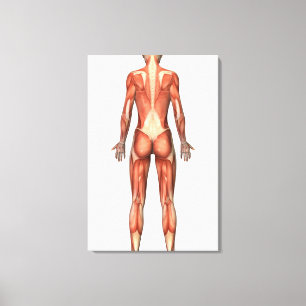 Female Muscular System, Back View Canvas Print