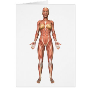 Female Muscular System, Front View