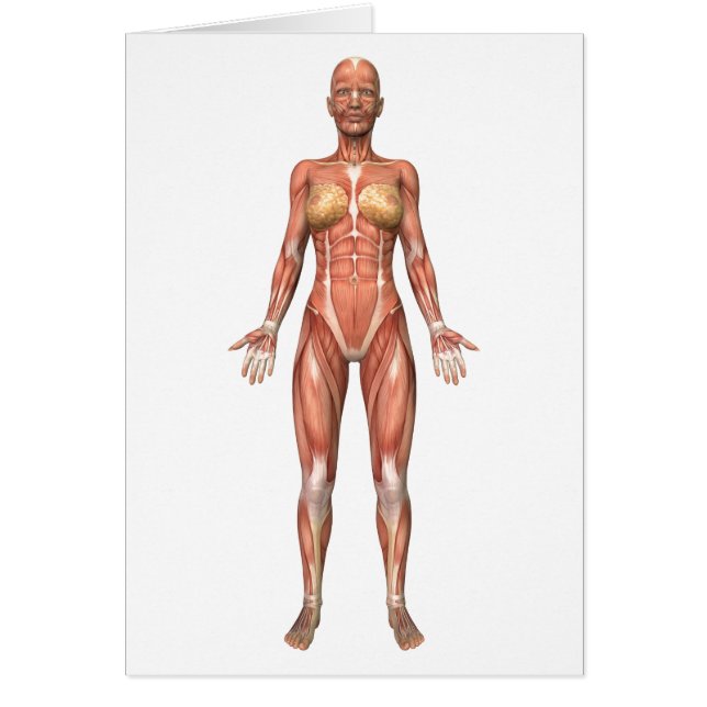 Female Muscular System, Front View (Front)