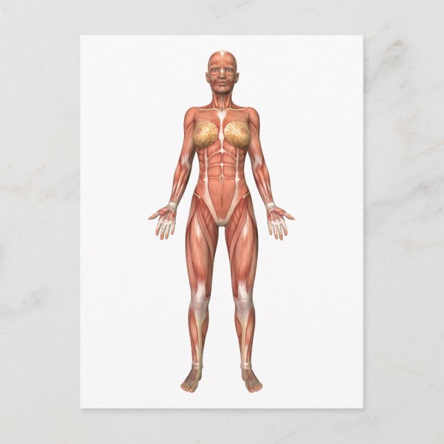 Female Muscular System, Front View Postcard (Front)