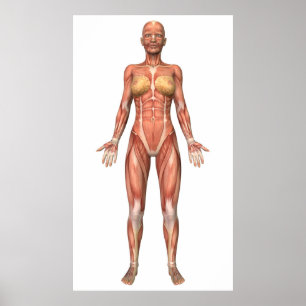 Female Muscular System, Front View Poster