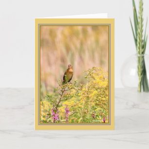 Female/nonbreeding male Bobolink Card