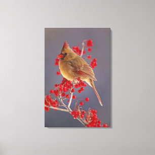Female Northern Cardinal among hawthorn Canvas Print