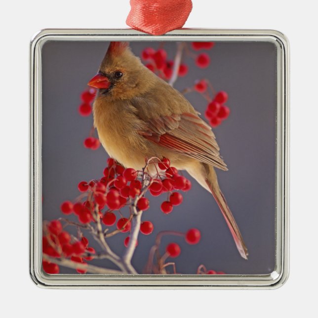 Female Northern Cardinal among hawthorn Metal Tree Decoration (Front)
