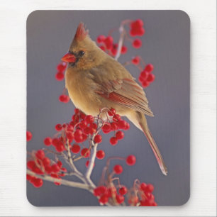 Female Northern Cardinal among hawthorn Mouse Mat
