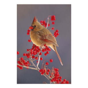 Female Northern Cardinal among hawthorn Photo Print