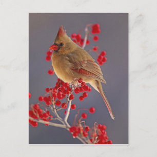 Female Northern Cardinal among hawthorn Postcard