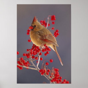 Female Northern Cardinal among hawthorn Poster