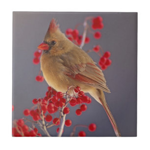 Female Northern Cardinal among hawthorn Tile