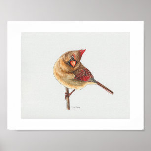 Female Northern Cardinal Art Print