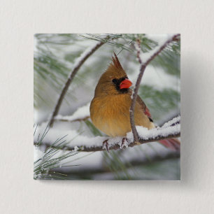 Female Northern Cardinal in snowy pine tree, 15 Cm Square Badge