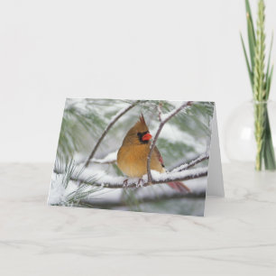 Female Northern Cardinal in snowy pine tree, Card