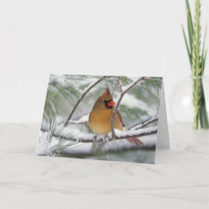 Female Northern Cardinal in snowy pine tree, Card