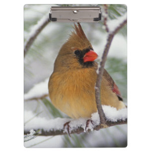 Female Northern Cardinal in snowy pine tree, Clipboard