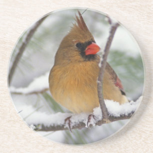 Female Northern Cardinal in snowy pine tree, Coaster