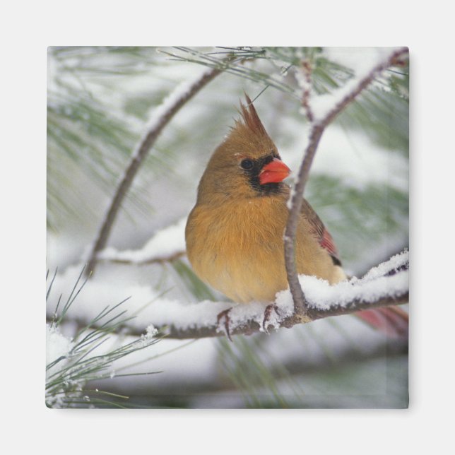 Female Northern Cardinal in snowy pine tree, Magnet (Front)