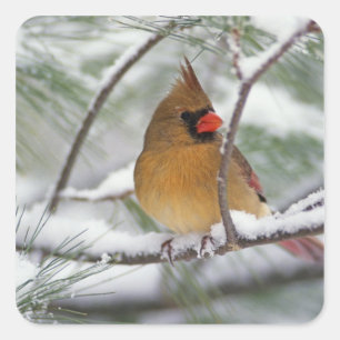 Female Northern Cardinal in snowy pine tree, Square Sticker