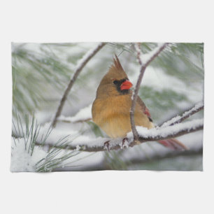 Female Northern Cardinal in snowy pine tree, Tea Towel