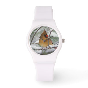Female Northern Cardinal in snowy pine tree, Watch