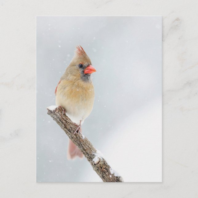 Female Northern Cardinal in the Snow Photo Postcard (Front)