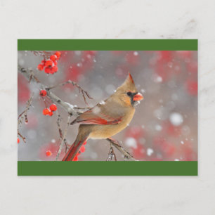 Female Northern Cardinal, North America Postcard