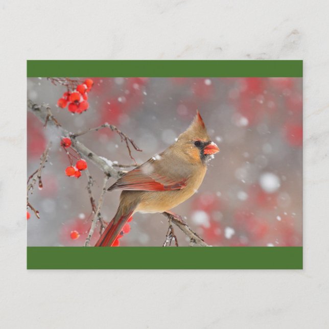 Female Northern Cardinal, North America Postcard (Front)