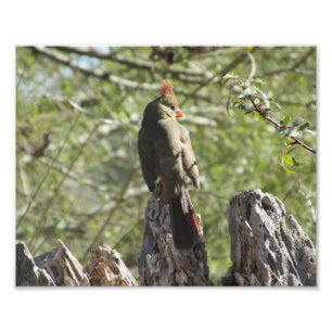 Female Northern Cardinal Photo Print