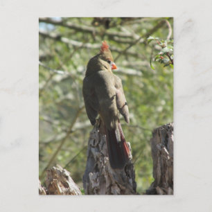 Female Northern Cardinal Postcard