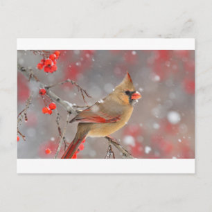 Female Northern Cardinal Postcard