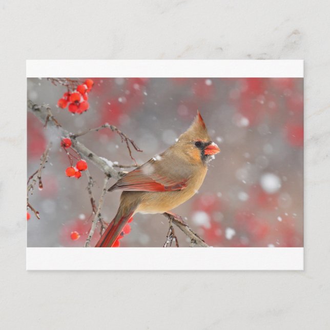 Female Northern Cardinal Postcard (Front)