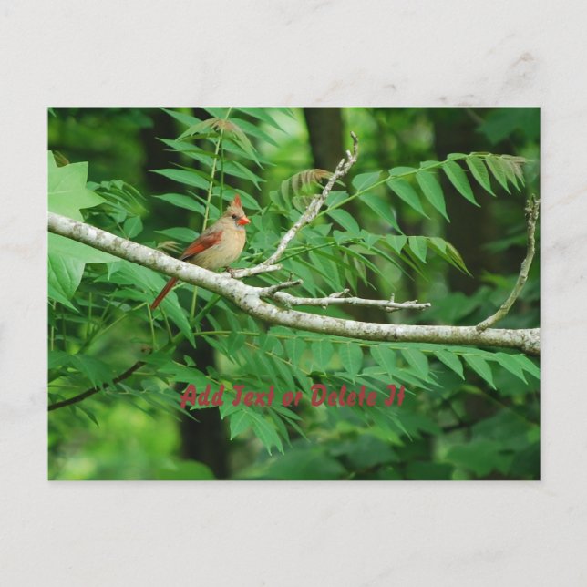 Female Northern Cardinal postcard (Front)