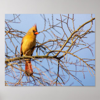 Female Northern Cardinal Poster