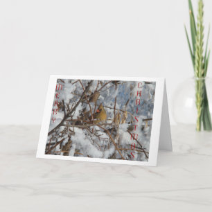 Female Northern Cardinal & Snowy Tree Holiday Card