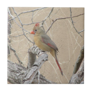 Female Northern Cardinal Tile