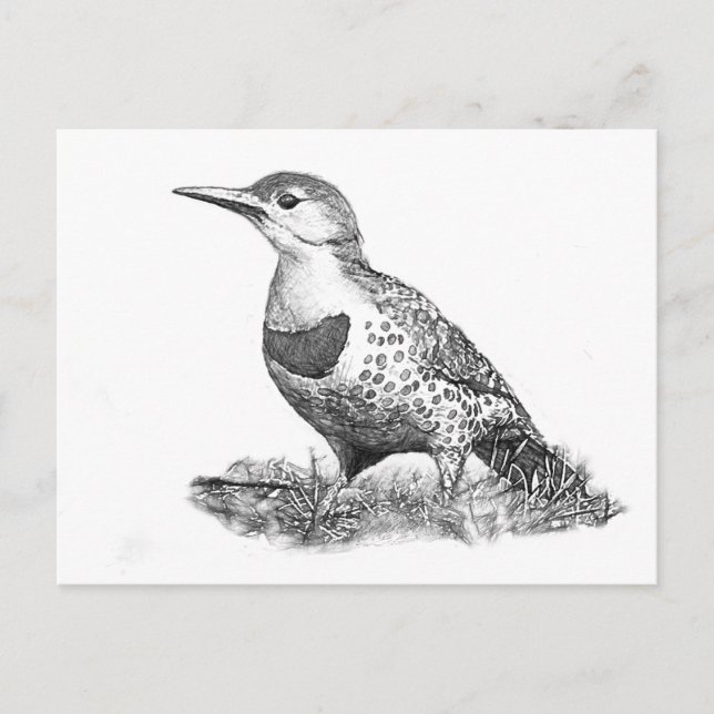 Female Northern Flicker Postcard (Front)