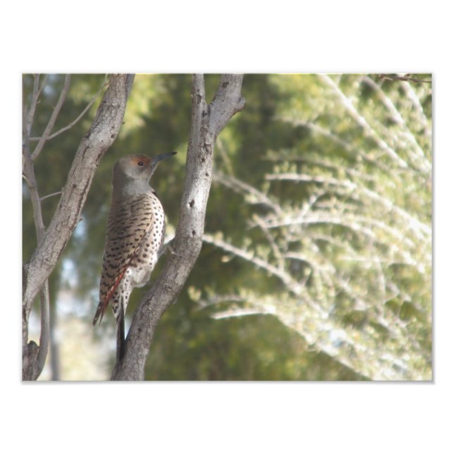 Female Northern Flicker Woodpecker Photo Print (Front)