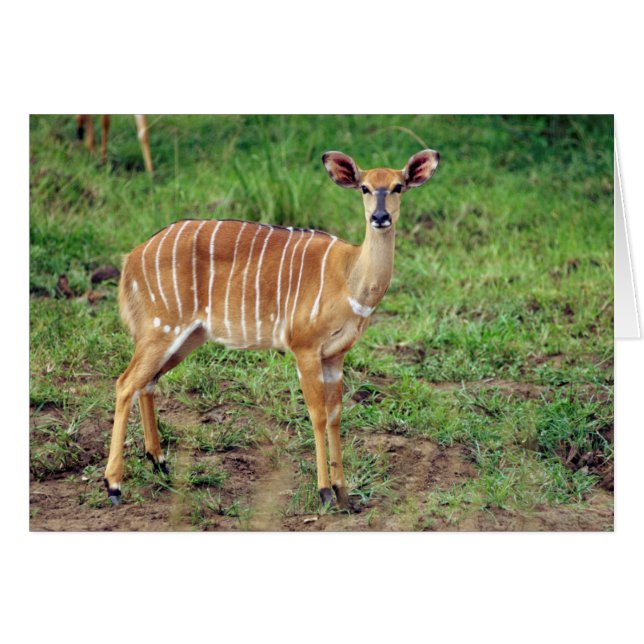 Female Nyala, Hluhluwe-Umfolozi Game Reserve (Front Horizontal)