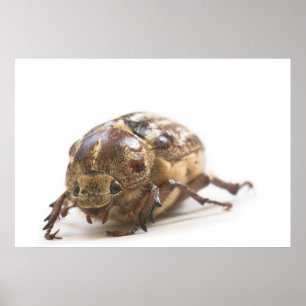 Female of Polyphylla fullo beetle Poster