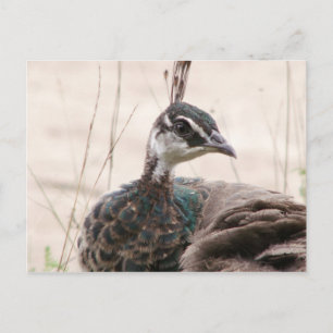 Female Peafowl postcard
