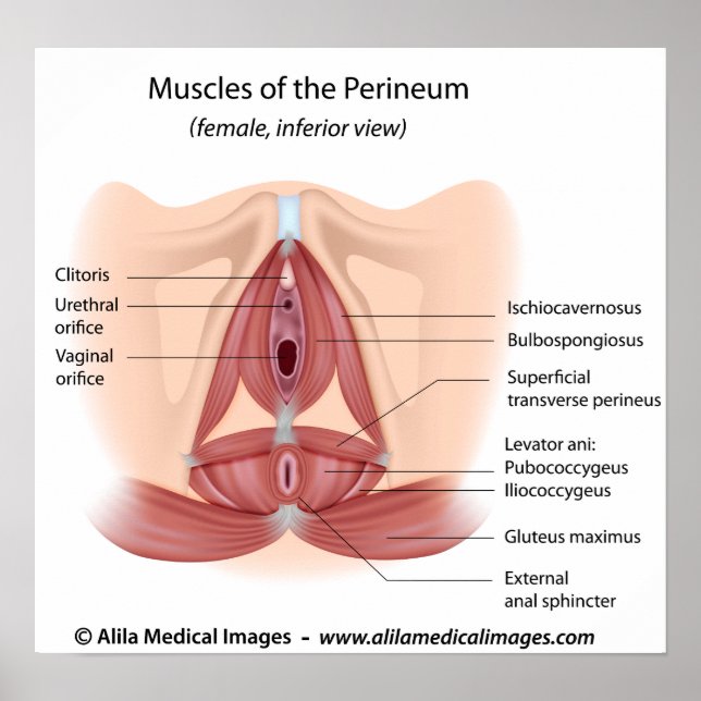 Female pelvis and perineum muscles, labelled poster (Front)